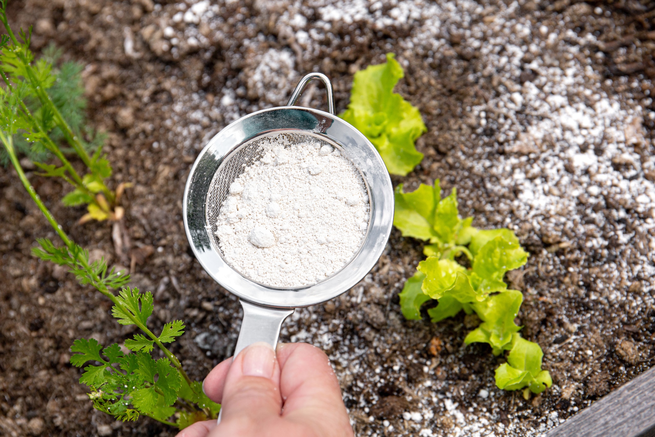 Frequently Asked Questions of will food grade diatomaceous earth kill ants
