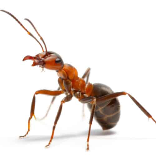 ant image