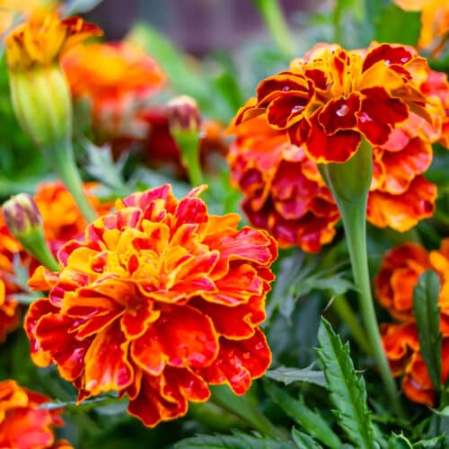 marigolds for ant control