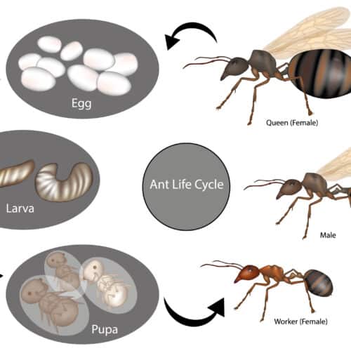 Ant Life Cycle
