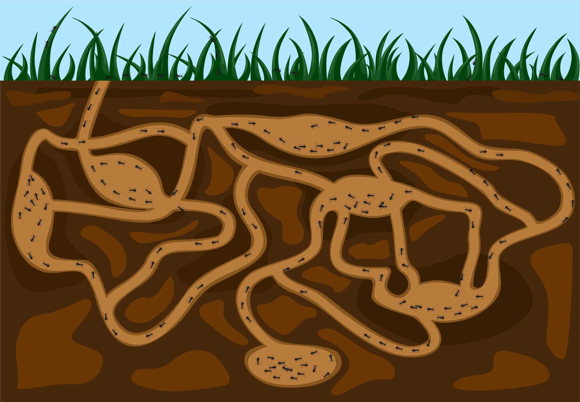 How Ants Build Their Homes: Nature’s Tiny Architects