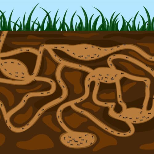 ant tunnels
