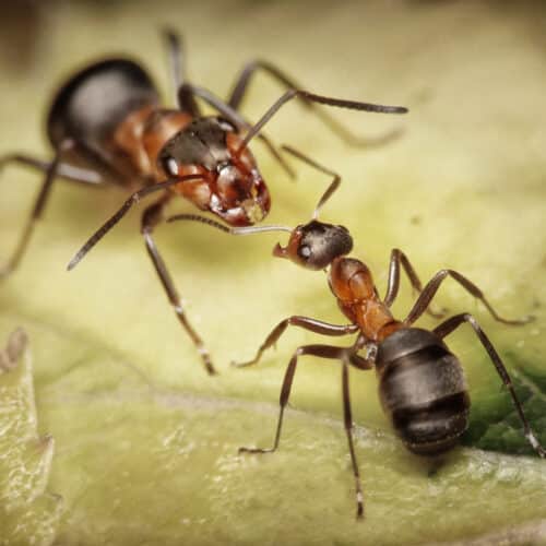 soldier and worker ants