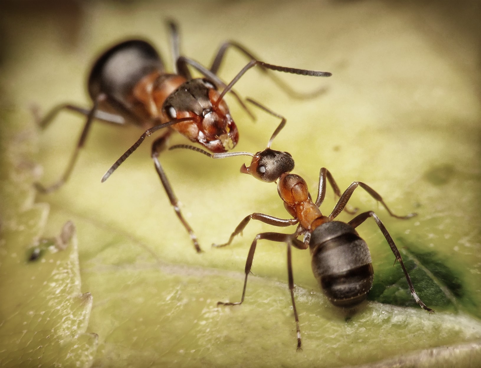 Ants in Western Washington Urban vs. Rural Environments