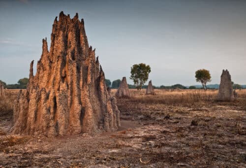 termite mounds