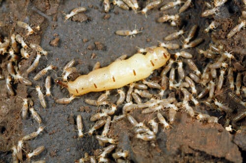 Queen termite surrounded by workers