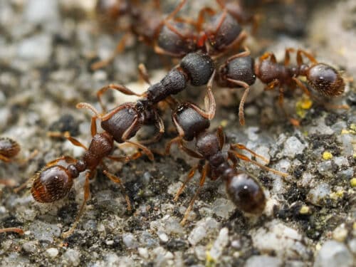 Tetramorium immigrans - pavement ant - Cascade Pest Control