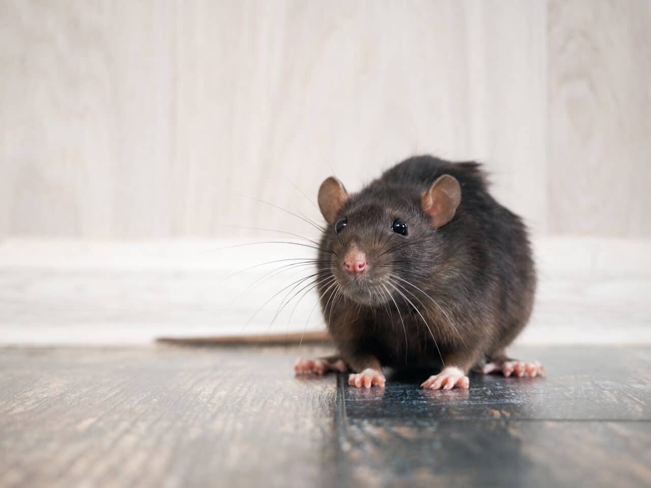 Boise Pest Control / Exterminator Services