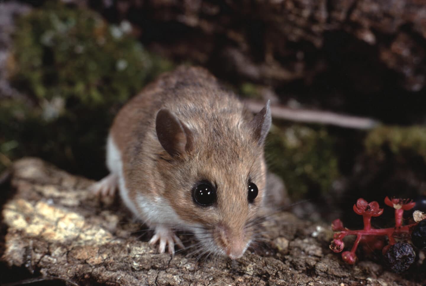 White-Footed Mouse (Peromyscus Leucopus)