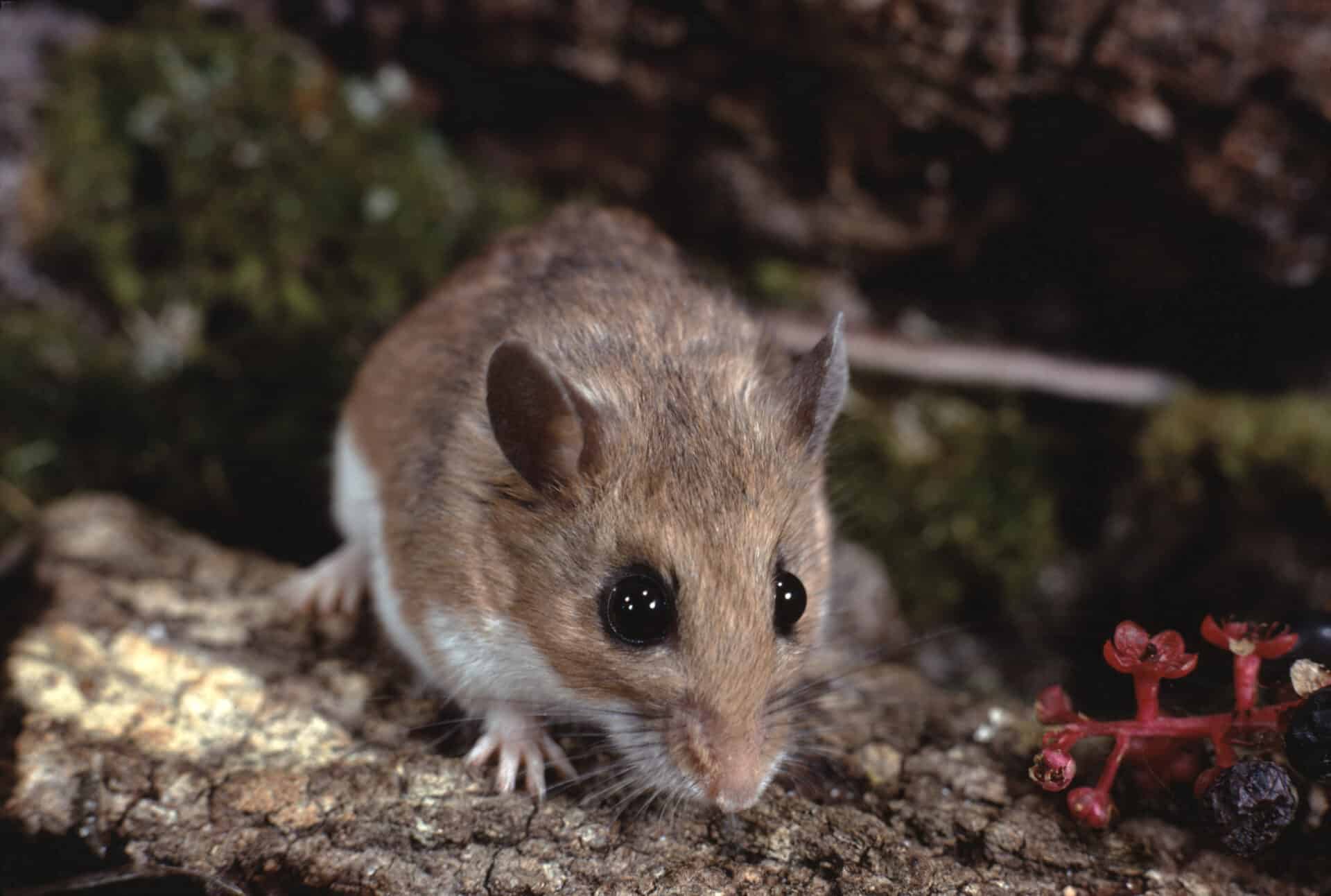 Types of Mice in the Puget Sound Region
