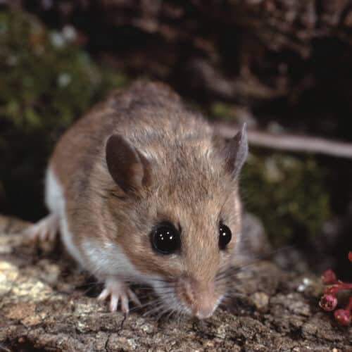 White-Footed Mouse (Peromyscus Leucopus)