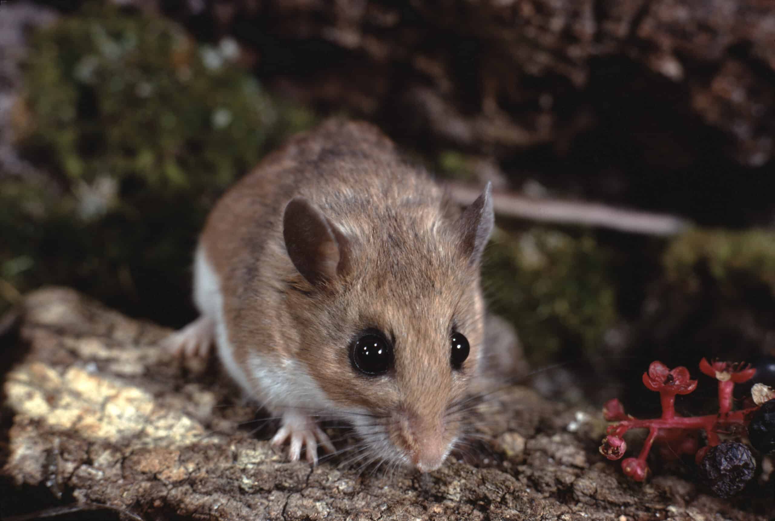 White-Footed Mouse (Peromyscus Leucopus)