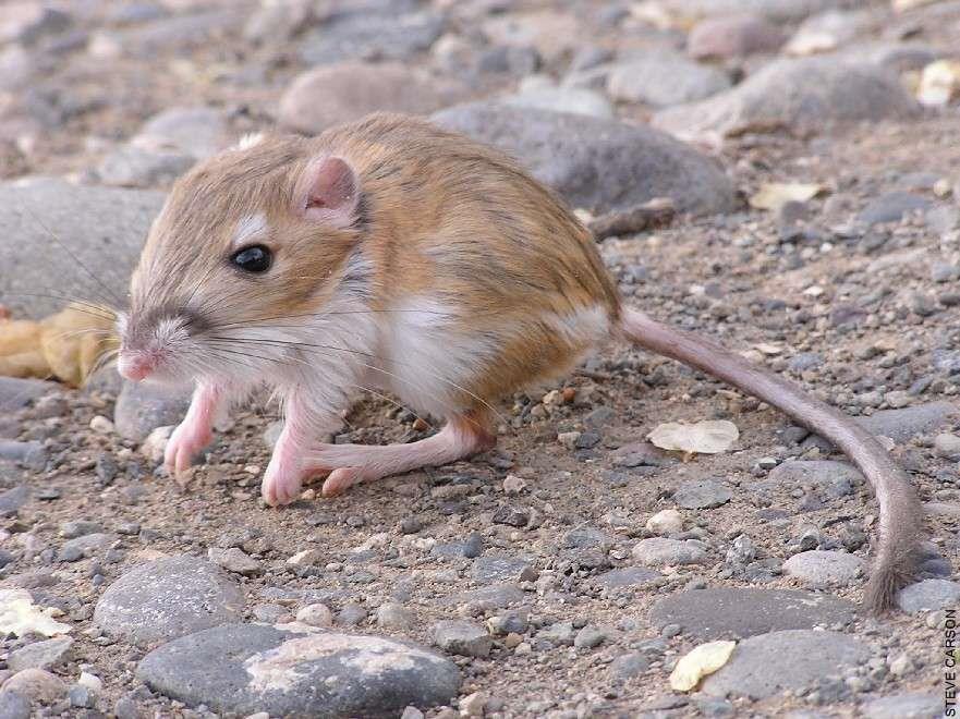dipodomys ordii kangaroo rat courtesy steve carson