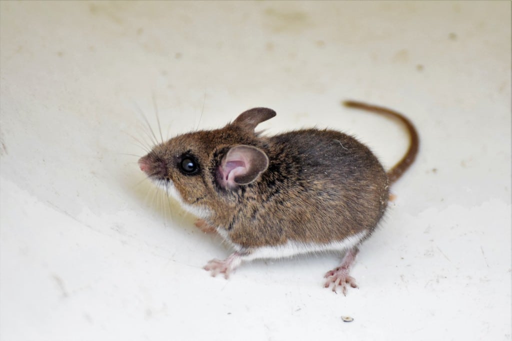 keen's mouse (c) Kurt Steinbach – some rights reserved (CC BY-NC)