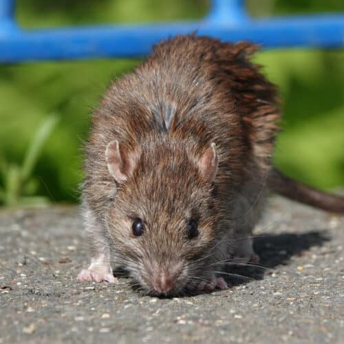 norway-rat-rattus-norvegicus