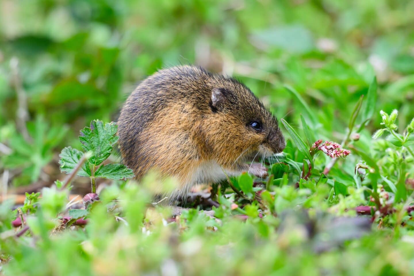 pacific jumping mouse