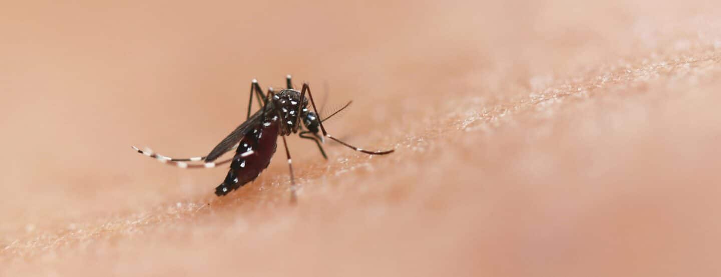 mosquito control