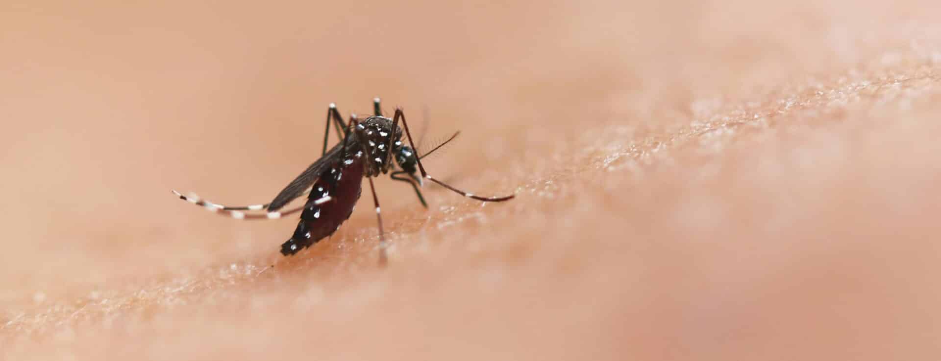 Mosquito Control Seattle Region