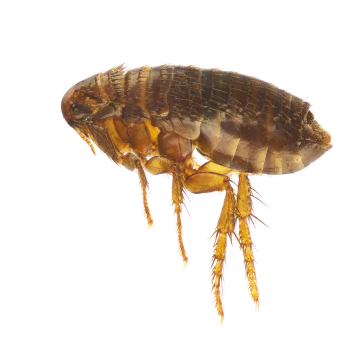 fleas - Cascade Pest Control