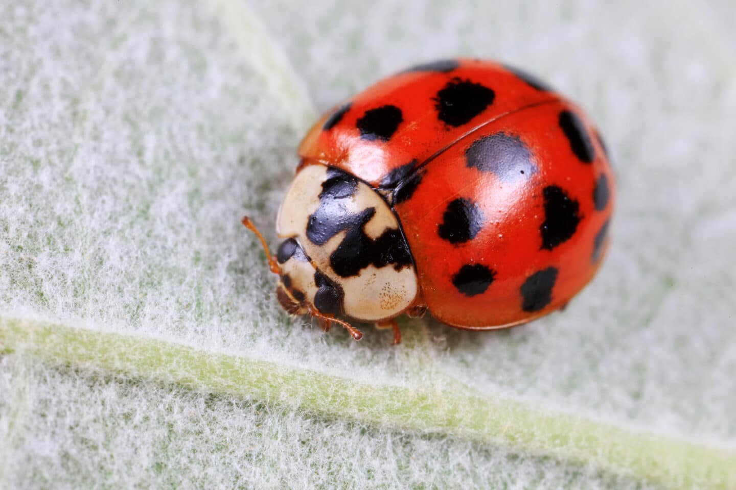 Cascade Pest Control