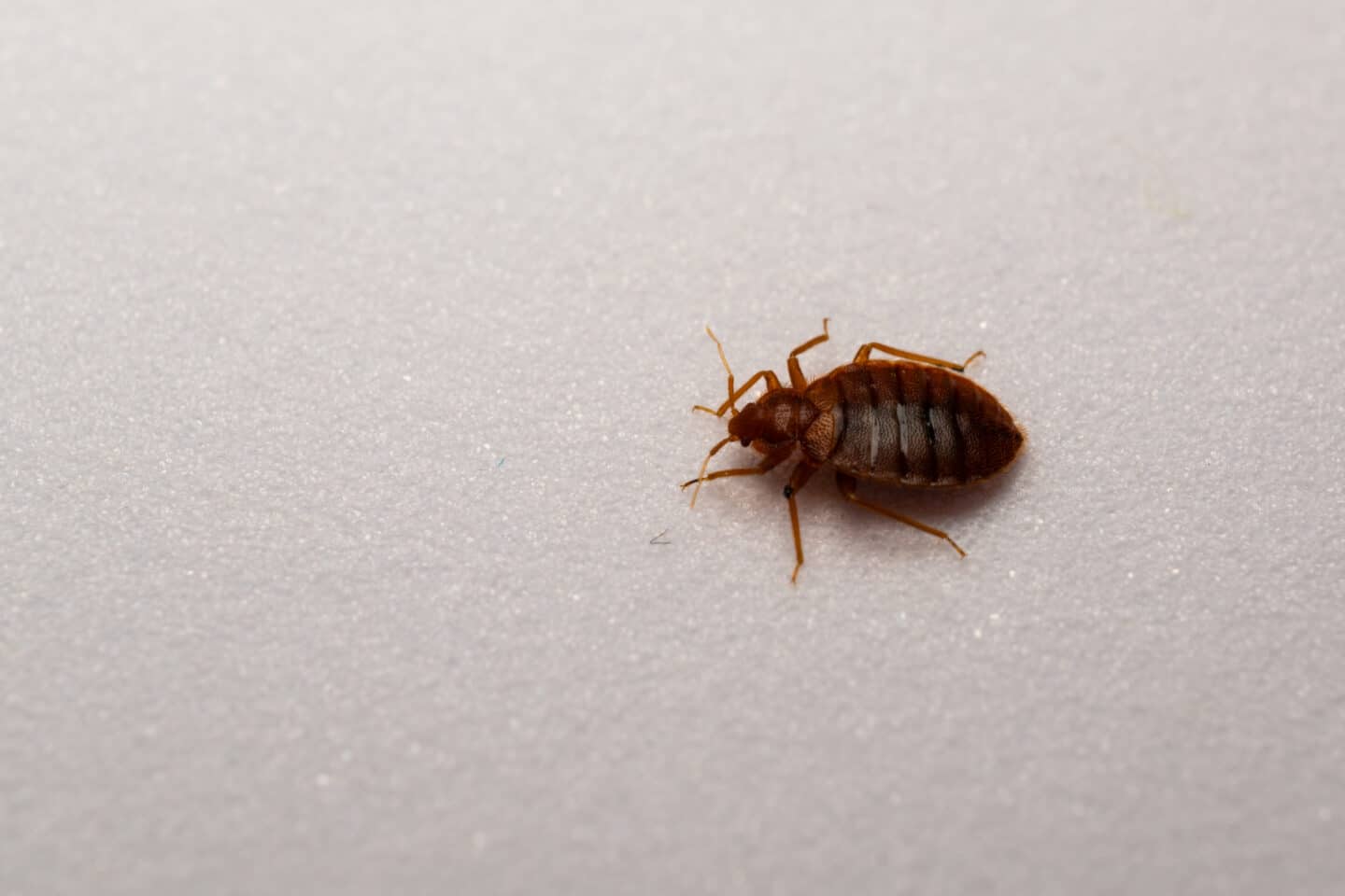 Cascade Pest Control