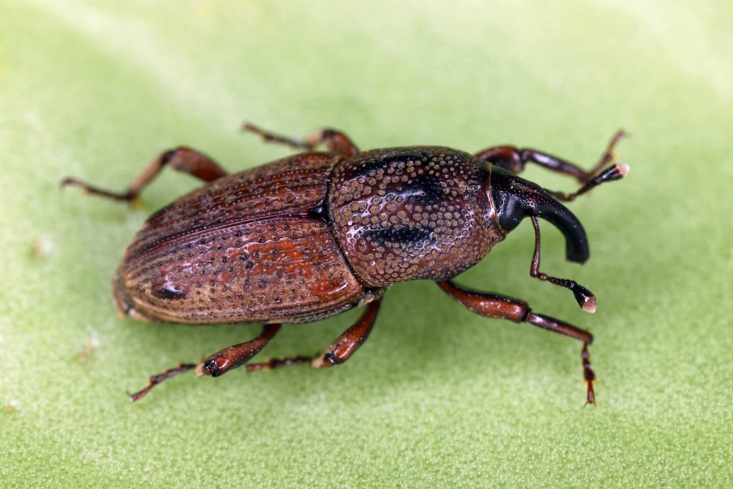 Boise Pest Control / Exterminator Services
