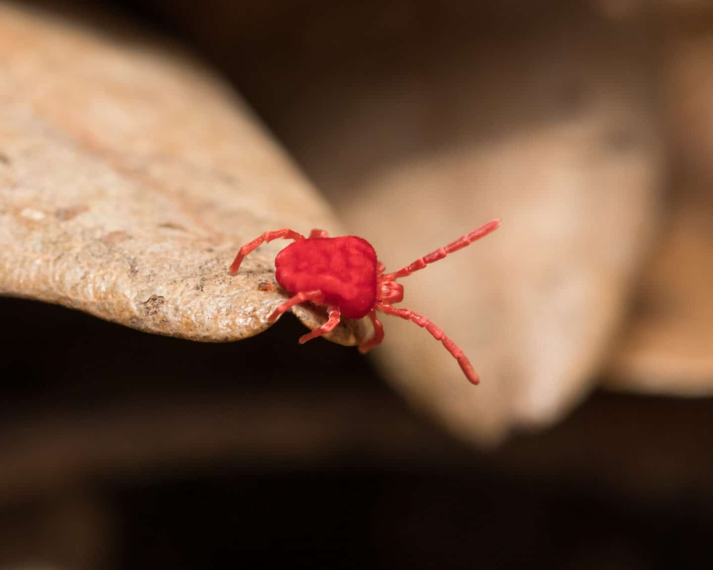 Cascade Pest Control