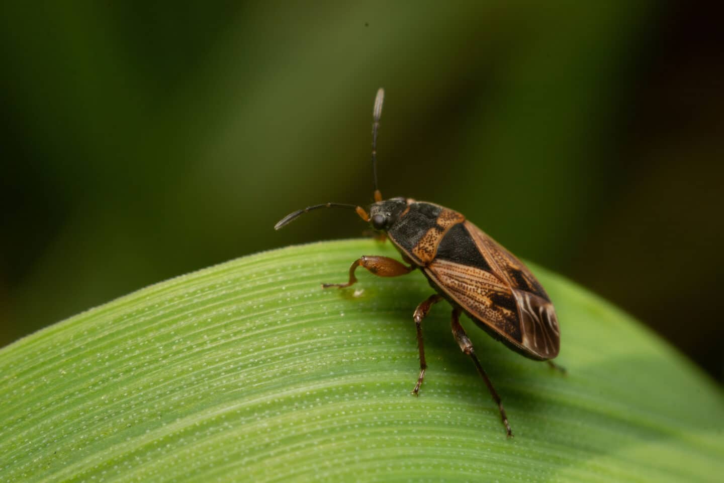 Cascade Pest Control