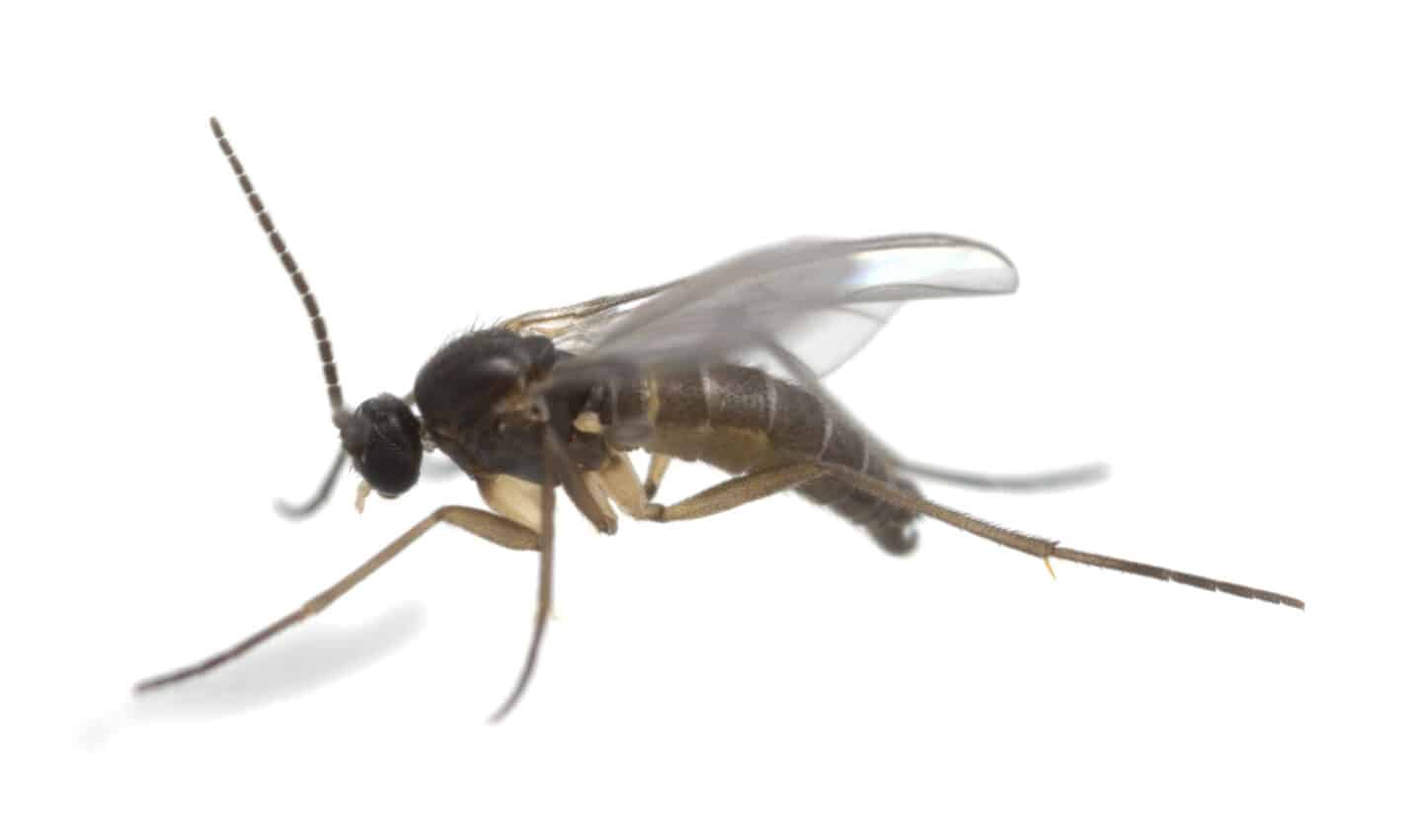 Cascade Pest Control