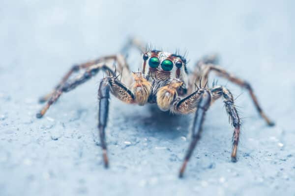 jumping spider