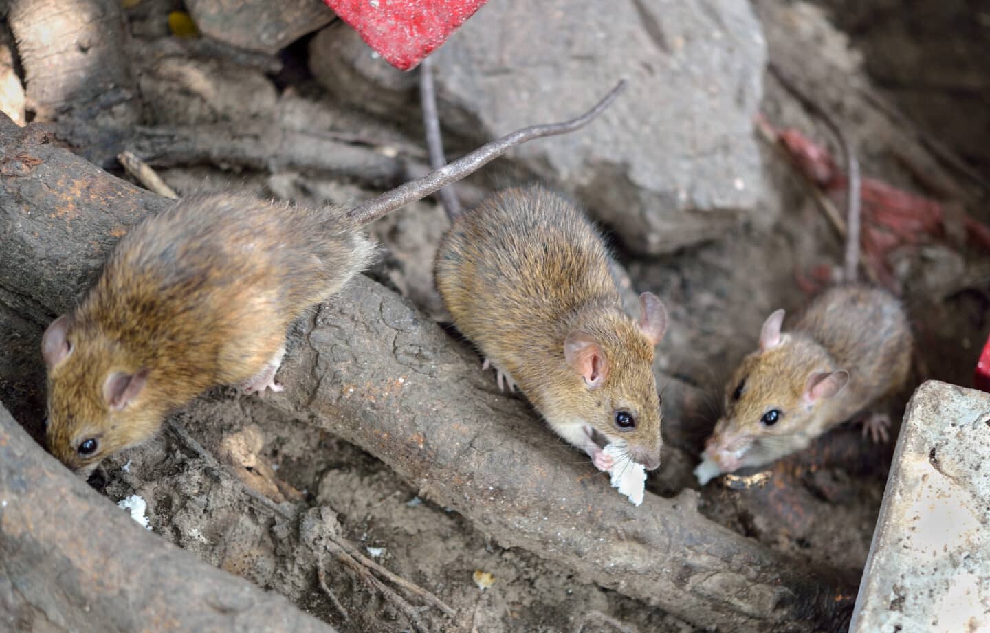 rats in building demolition - Cascade Pest Control