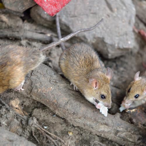 rats in building demolition - Cascade Pest Control