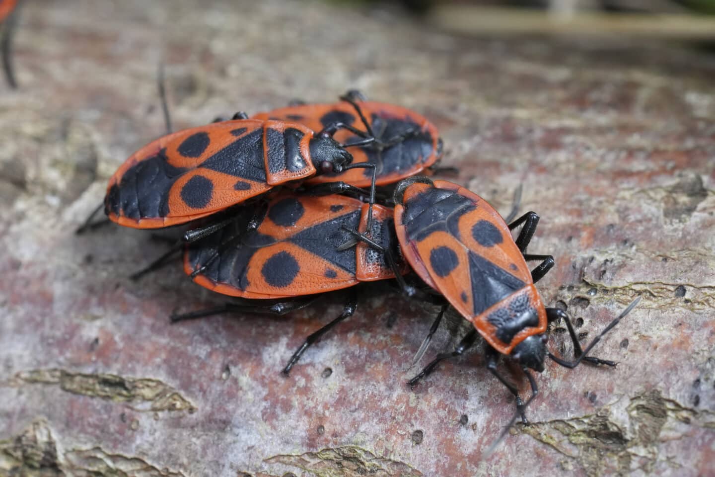 Boise Pest Control / Exterminator Services