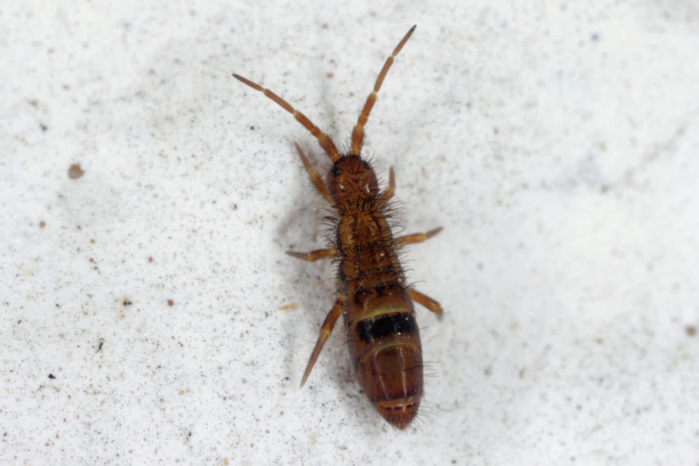 Cascade Pest Control