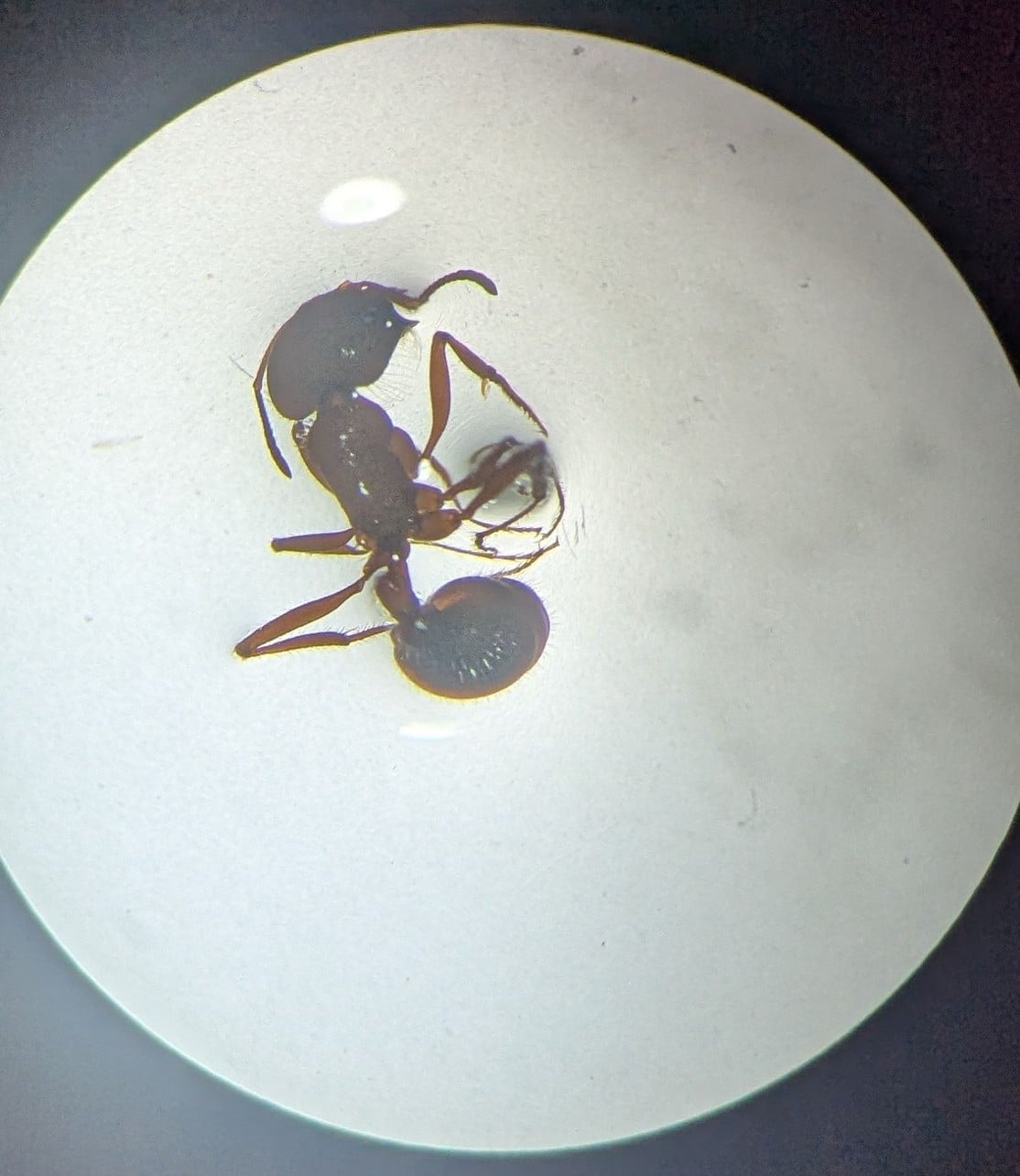 Cascade Pest Control Attends Ant Identification Workshop