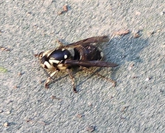 bald faced hornet - Cascade Pest Control