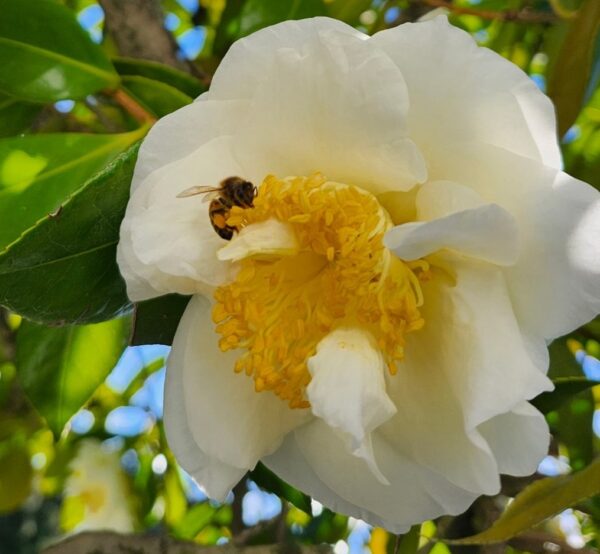 bee on flower mid-january, 2026 - Cascade Pest Control