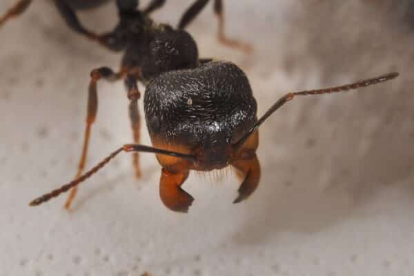 harvester ants powerful jaws - Cascade Pest Control