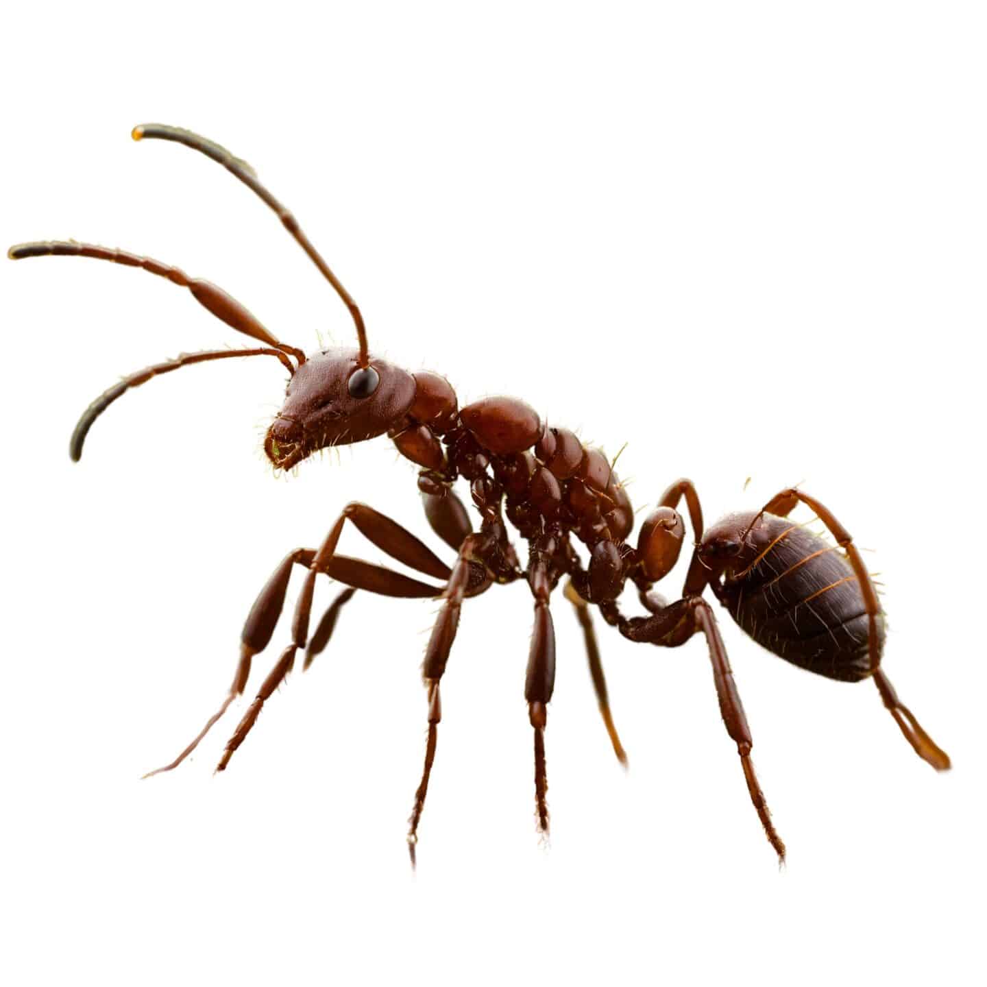 Harvester Ants