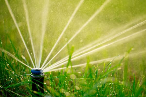 irrigation and pest infestation