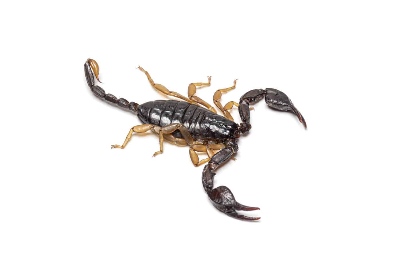 scorpion