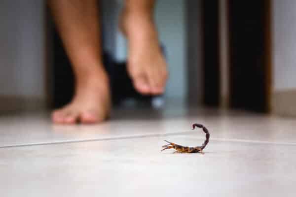 Scorpion indoors near a person