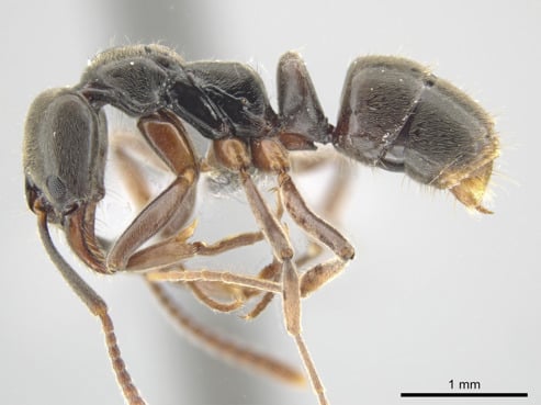 Asian Needle Ant- courtesy of J. Longino of AntWeb.org