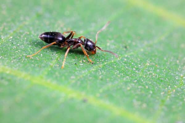 Stinging Asian Needle Ant